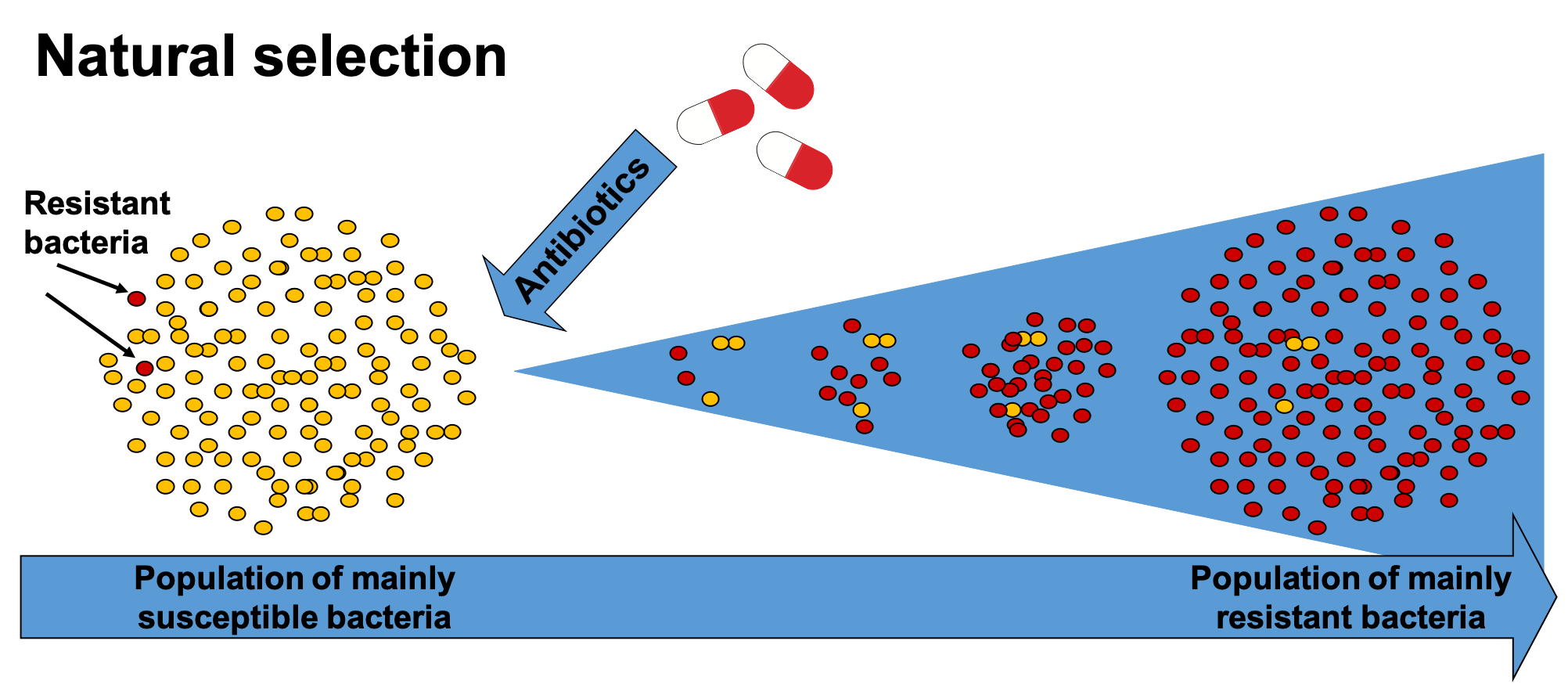 Mutations and selection  Antibiotic resistance  ReAct